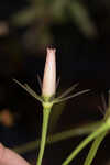 Bartram's rose gentian